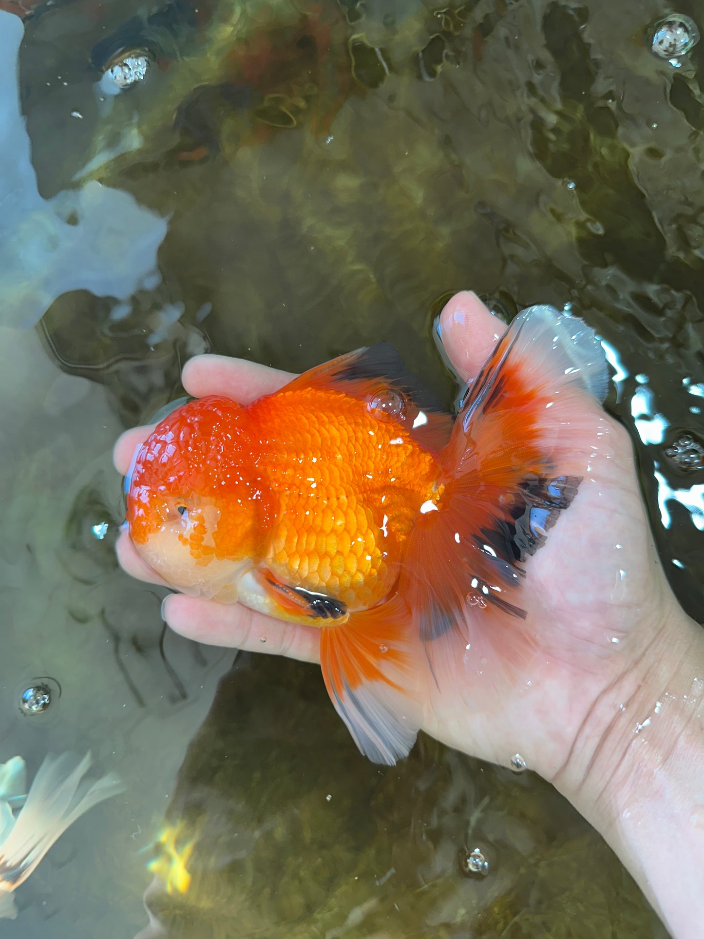 AAA Grade CHONKY Red White Oranda Male 5-5.5 inches #062025OR_16