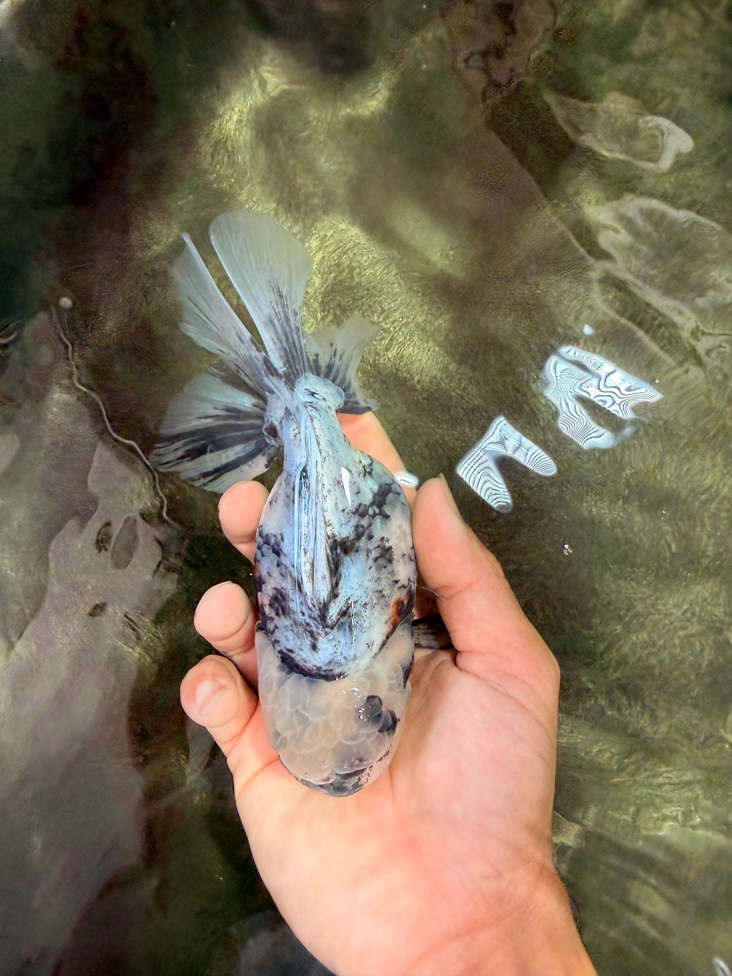 Kirin Oranda Female 6 inches #071726OR_19