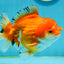 Pom Pom Red White Yuanbao Male 5 inches #122024YB_03