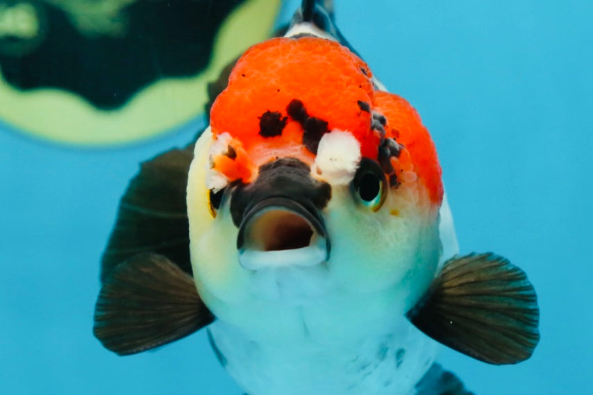 Pompom Tricolor Yuanbao Female 4.5 inches #072525YB_05