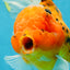 Jumbo A Grade Tiger Oranda Butterly Tail Female 7.5 inches #050225OR_12