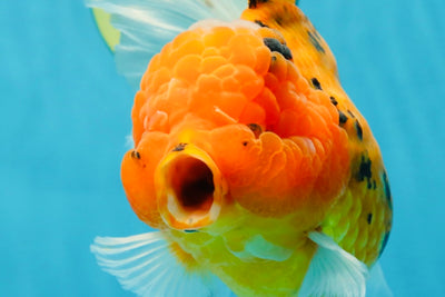 Jumbo A Grade Tiger Oranda Butterly Tail Female 7.5 inches #050225OR_12