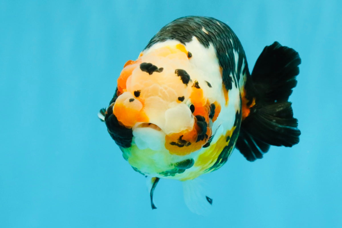 Chinese Tricolor Ranchu Male 5.5 inches #041026RC_20