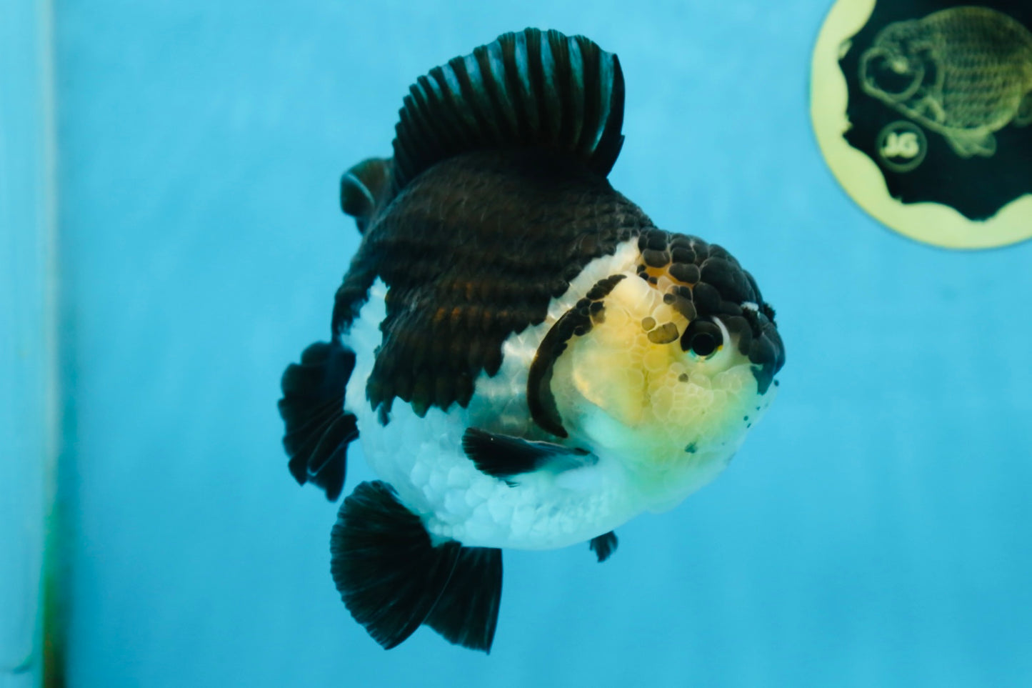 A Grade Panda Button Eyes Yuanbao 6 inches #080825YB_26