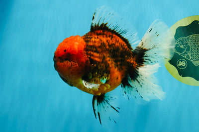 CHONKY AAA Grade Tiger Oranda Male 6.5 inches #022026OR_08
