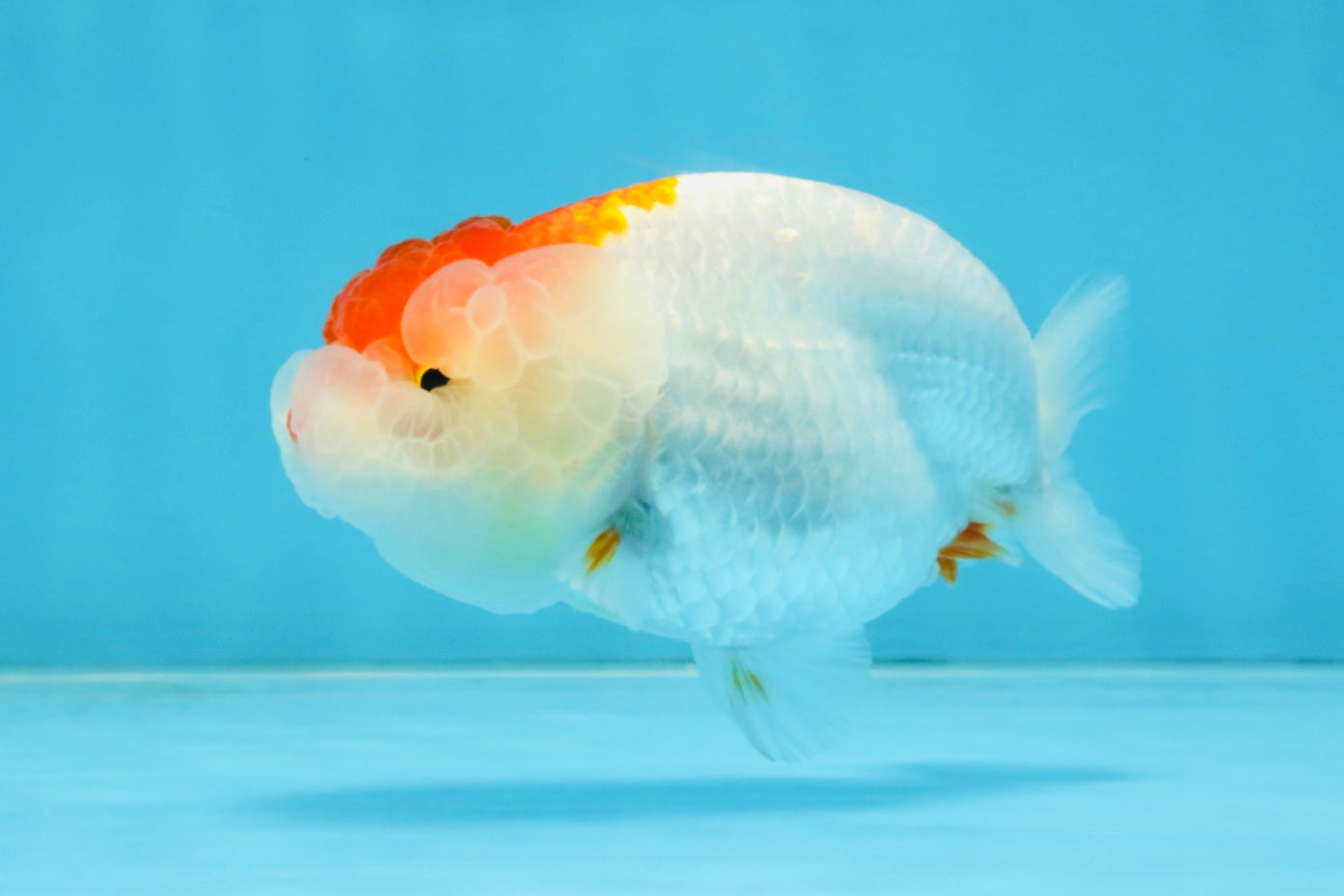 FLUFFY WEN AAA Grade Red White LionQueen 4 inches #112825LC_08