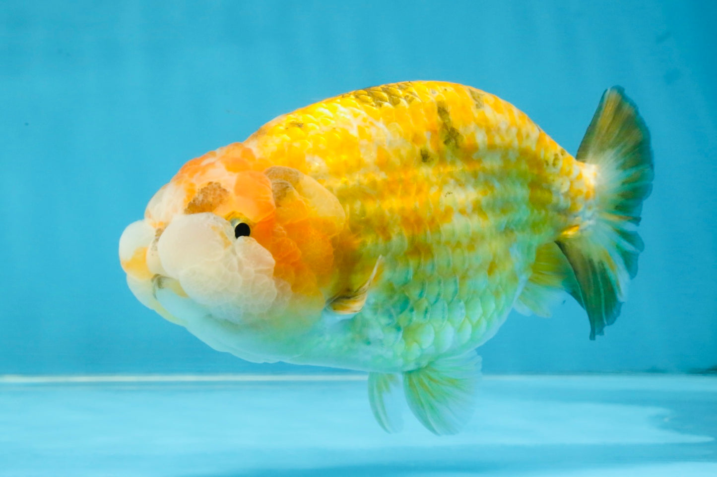 ADORABLE Sakura LionChu Female 5-5.5 inches #121925LC_07