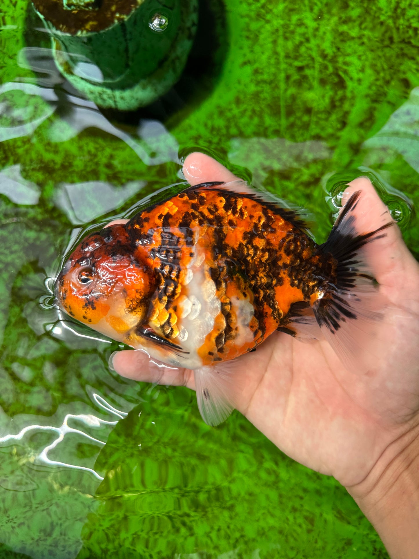 A Grade Tricolor Tiger Jumbo Generation Yuanbao Male 5.5 inches #0920YB_36