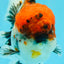 A Grade Godzilla Red Head Kirin Oranda Male 6-6.5 inches #031326OR_04