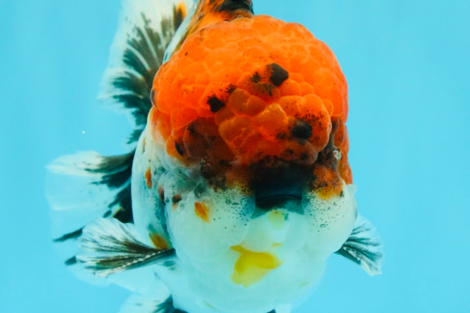 A Grade Godzilla Red Head Kirin Oranda Male 6-6.5 inches #031326OR_04