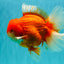 ANGER AAA Grade Broadtail Red White Oranda Male 7 inches #071026OR_05