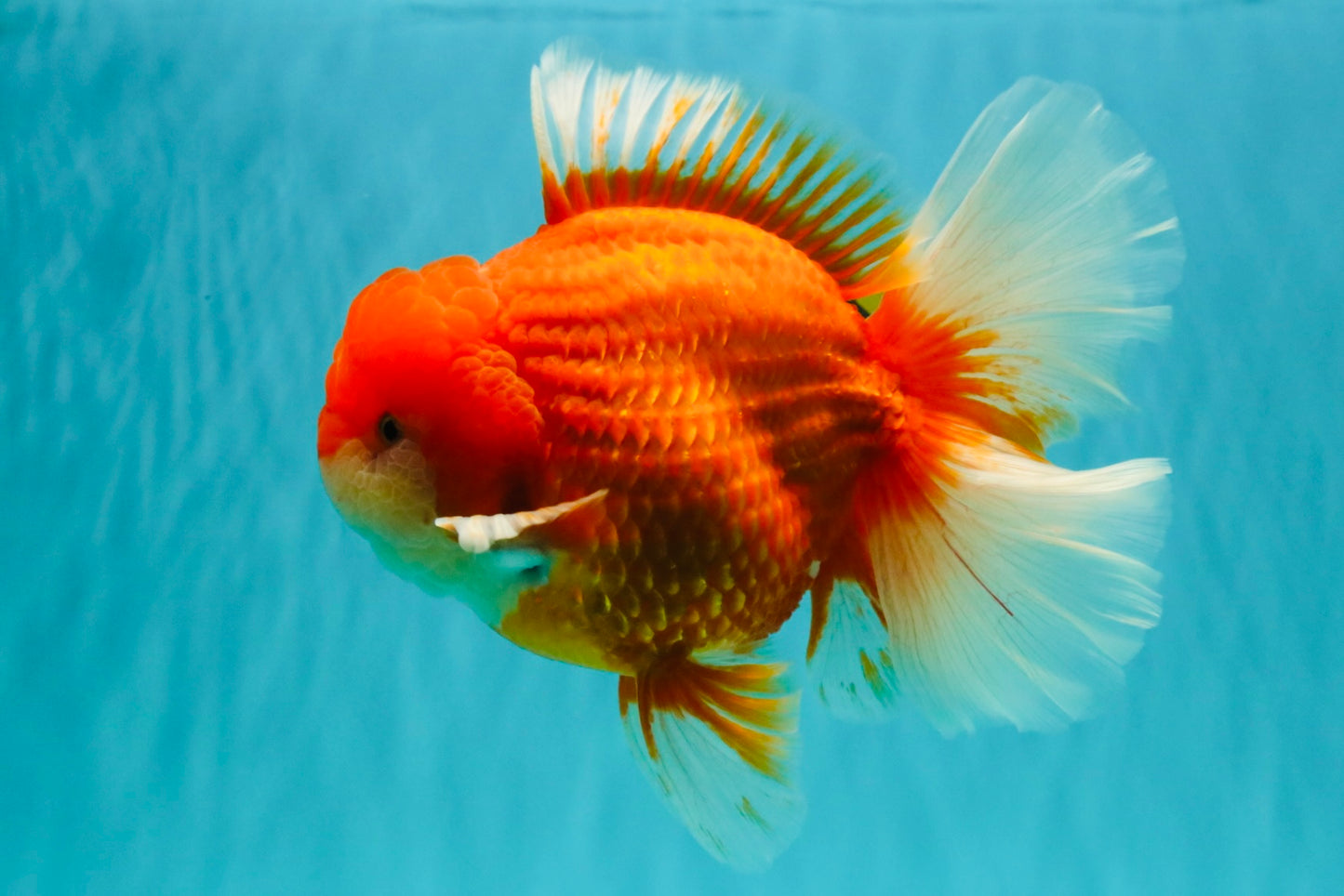 ANGER AAA Grade Broadtail Red White Oranda Male 7 inches #071026OR_05