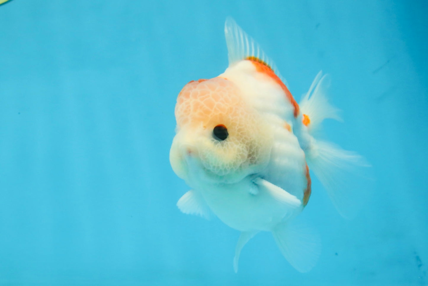 ADORABLE A Grade Sakura Yuanbao Male 4 inches #110725YB_10