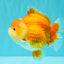 AAA Grade Red White Yuanbao Female 5-5.5 inches #061926YB_30