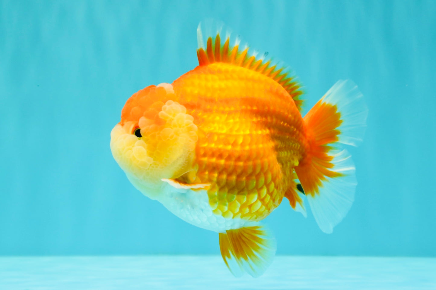 AAA Grade Red White Yuanbao Female 5-5.5 inches #061926YB_30