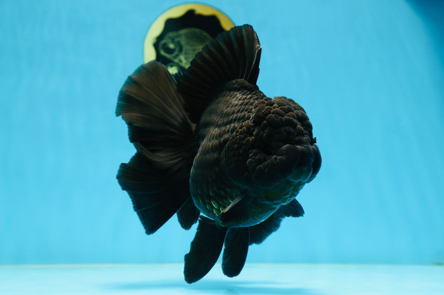 AAA Grade Godzilla Black Oranda Female 6.5 inches #081525OR_31