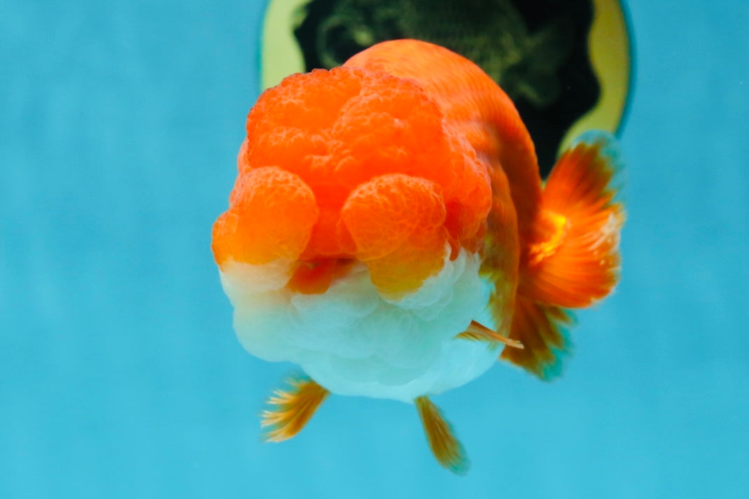 Cheeky Wen A Grade Mount Deformed Red White LionQueen 4.5 inches #050225LC_15