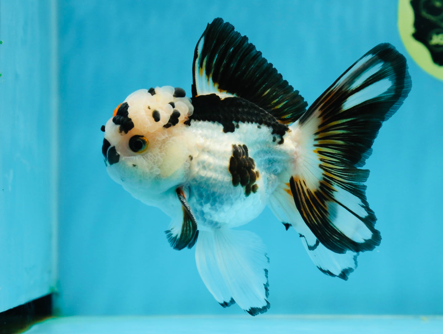 A Grade Tricolor Oranda Male 5 inches #010325OR_13