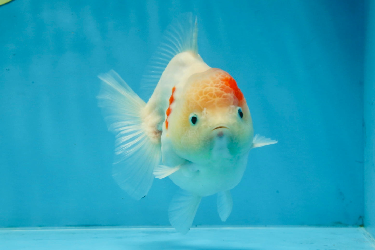 A Grade Sakura Yuanbao Male 4.5 inches #103125YB_01