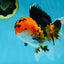 AAA Grade Tricolor Oranda Male 5-5.5 inches #051625OR_24