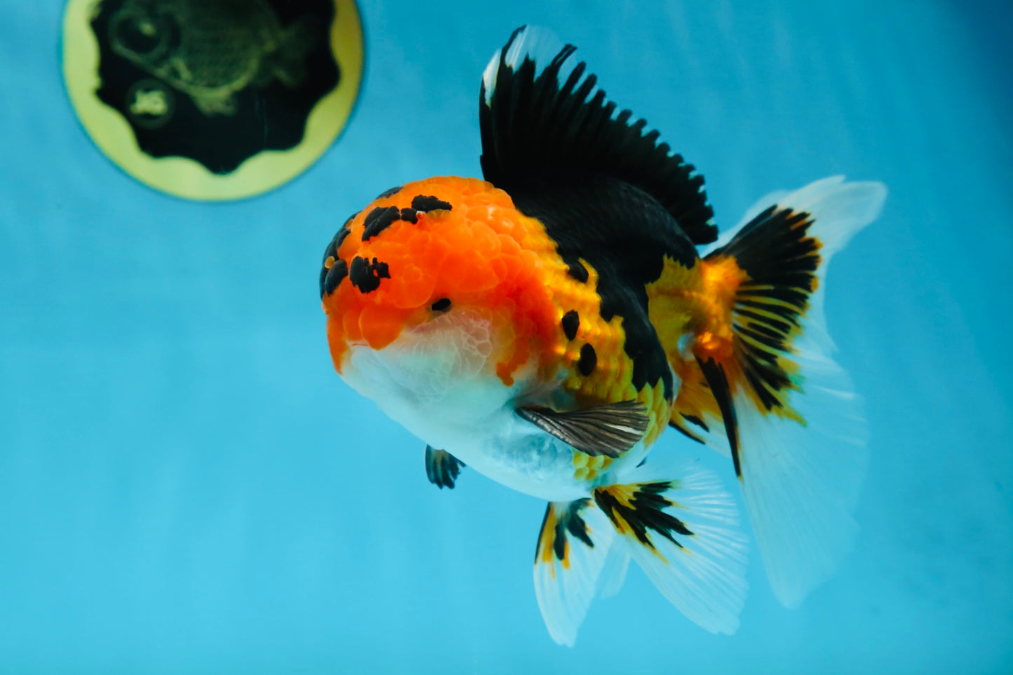 AAA Grade Tricolor Oranda Male 5-5.5 inches #051625OR_24