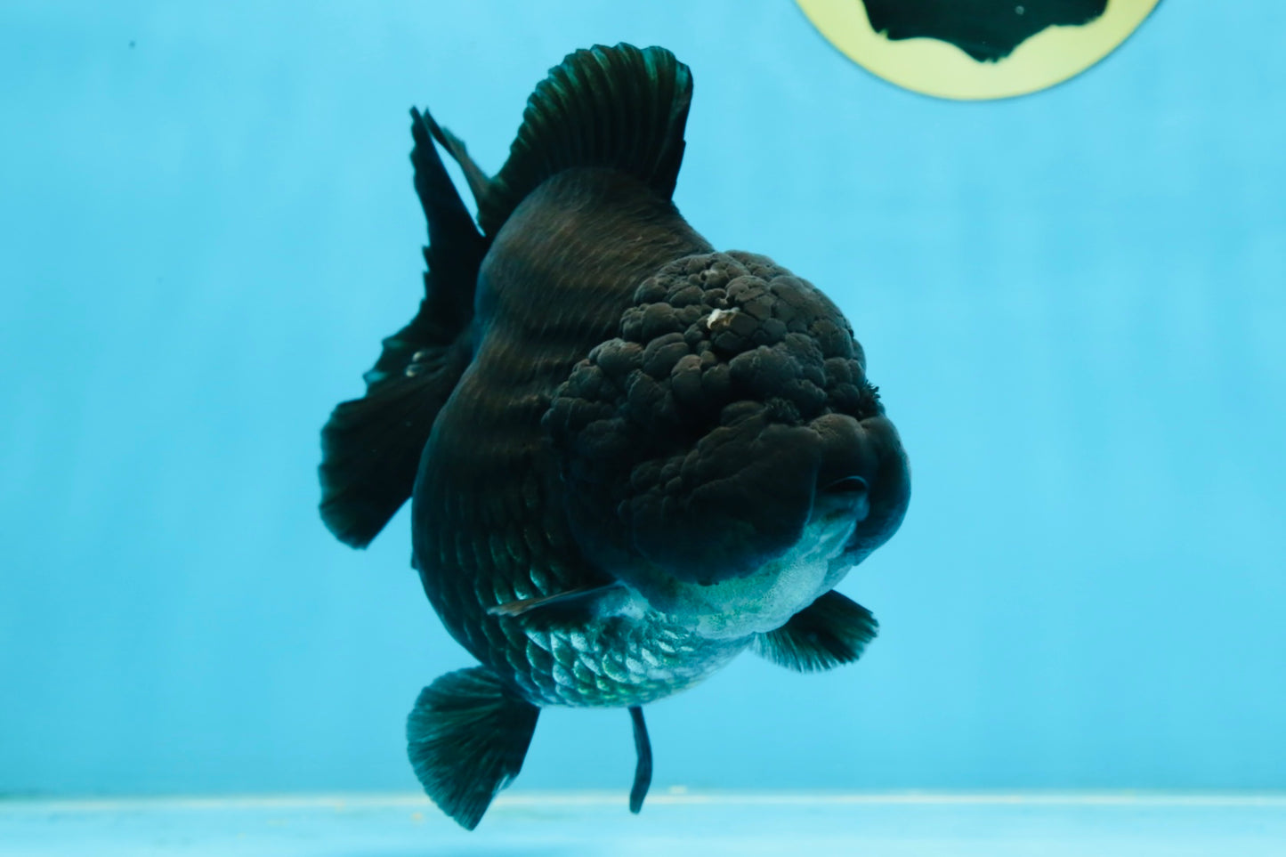 AAA Grade Godzilla Black Yuanbao Female 5 inches #101025YB_22