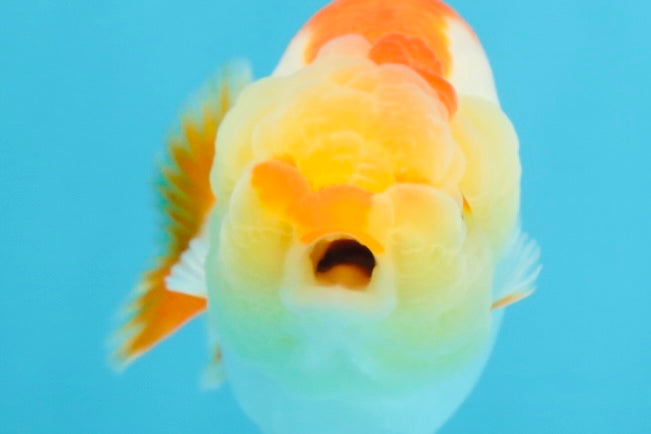 A Grade Young Red White LionQueen 4 inches #101025LC_03