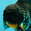AAA Grade Kirin Oranda Male 6.5 inches #070626OR_14
