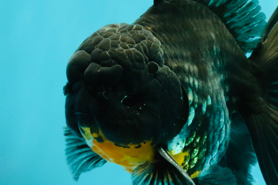 AAA Grade Kirin Oranda Male 6.5 inches #070626OR_14