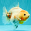 A Grade Tancho Marble Button Eyes Yuanbao Female 5 inches #062626YB_11