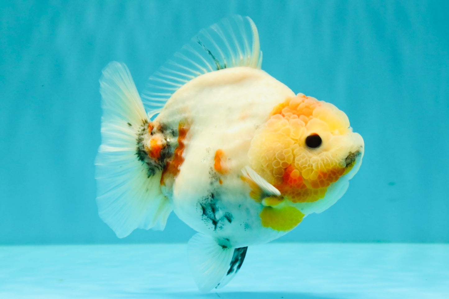 A Grade Tancho Marble Button Eyes Yuanbao Female 5 inches #062626YB_11