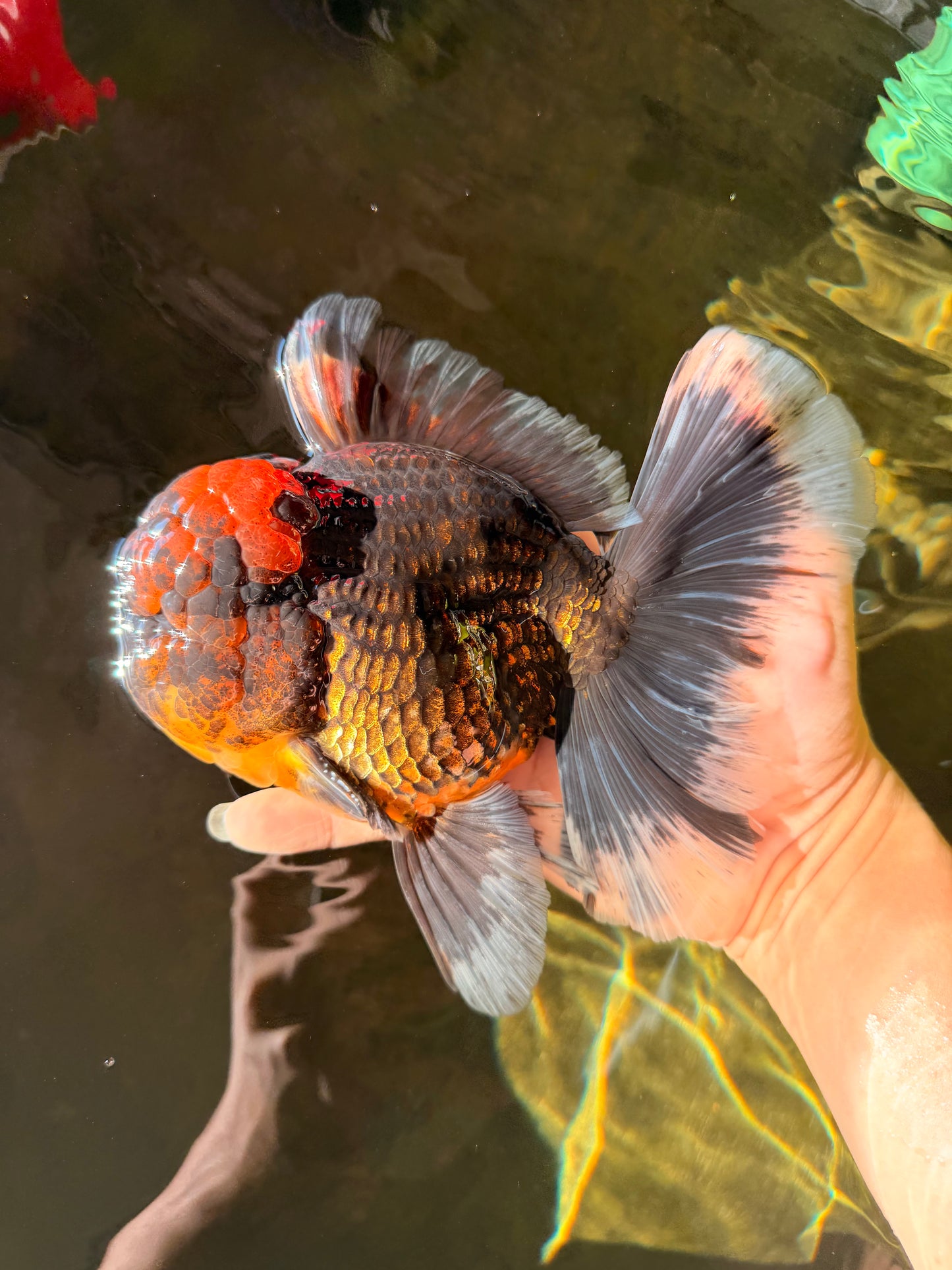 AAA Grade Godzilla Tiger Oranda Male 6.5 inches #022726OR_11