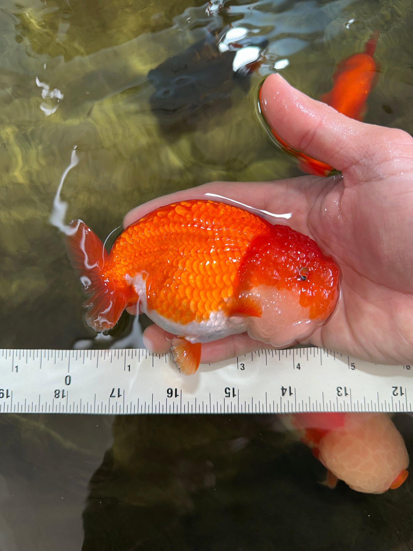 A Grade Red White LionQueen 4.5-5 inches #052325LC_22