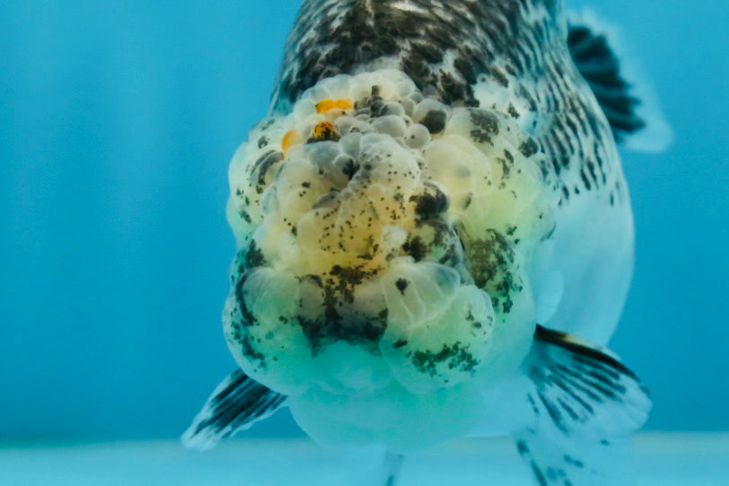 A Grade Kirin Polkadot LionQueen 4-4.5 inches #053025LC_05