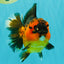 CHUBBY AAA Grade Apache Oranda Female 6-6.5 inches #082126OR_11