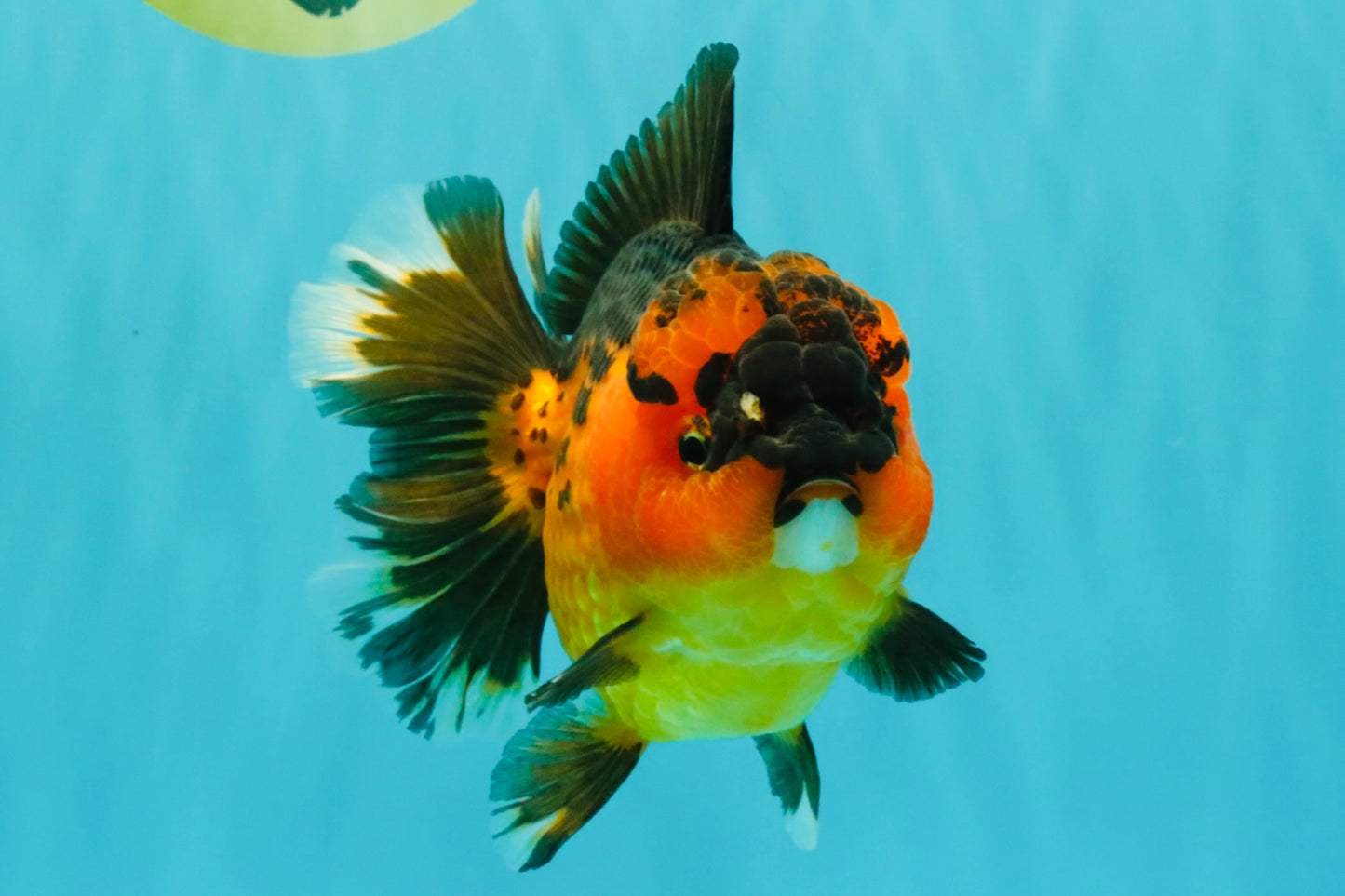 CHUBBY AAA Grade Apache Oranda Female 6-6.5 inches #082126OR_11