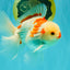 A Grade Red White Oranda Male 6 inches #071726OR_29