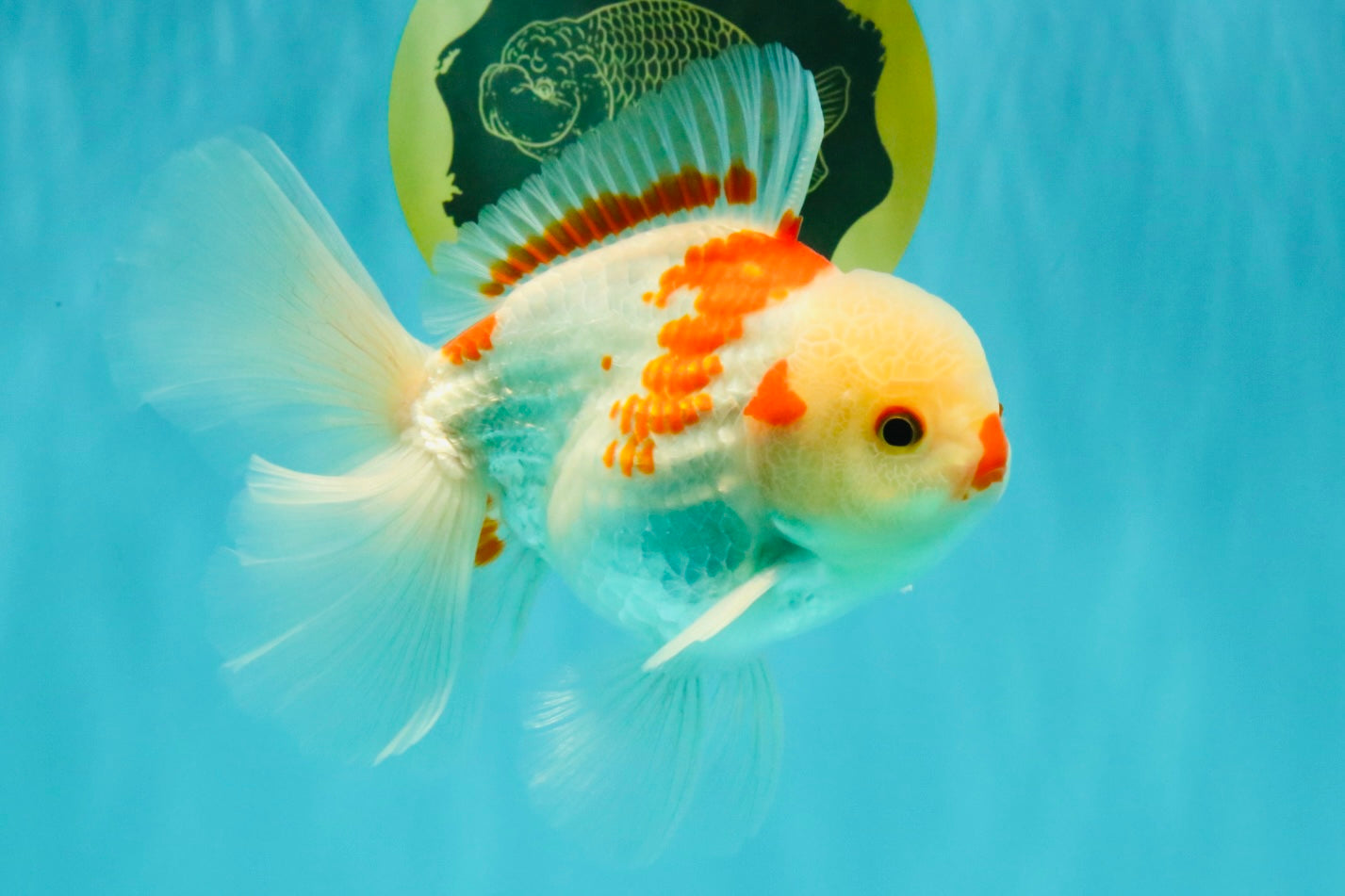 A Grade Red White Oranda Male 6 inches #071726OR_29