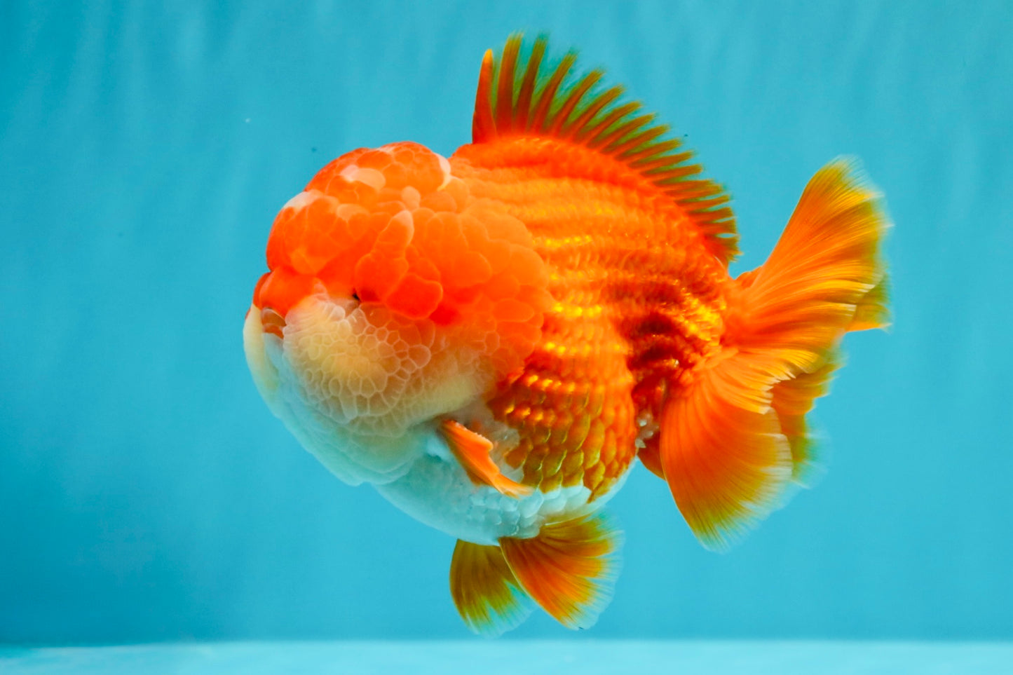 SUPER CUTE AAA Grade Godzilla Red White Yuanbao Male 5.5 inches #030626YB_09