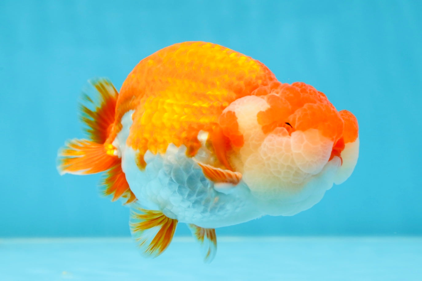 AAA Grade TOP Red White LionQueen 4.5 inches #051625LC_38