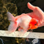 A Grade Sakura Oranda Male 6-6.5 inches #071026OR_32