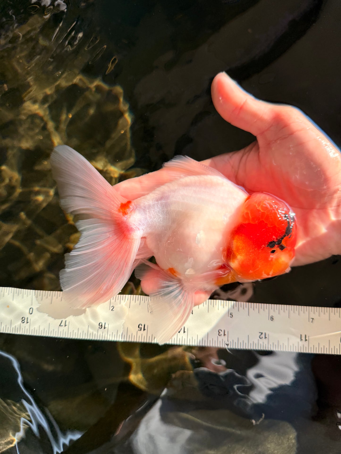A Grade Sakura Oranda Male 6-6.5 inches #071026OR_32