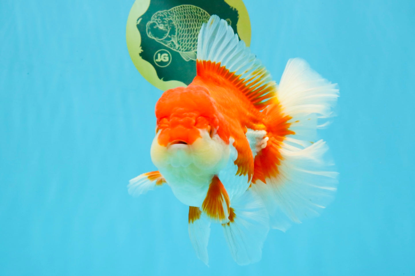 JUMBO AAA Grade Red White Oranda Female 6.5 inches #032726OR_06