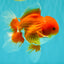 AAA Grade Red White Oranda Male 5-5.5 inches #073126OR_08