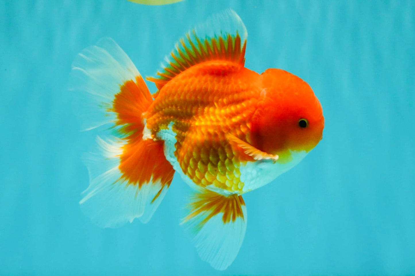 AAA Grade Red White Oranda Male 5-5.5 inches #073126OR_08