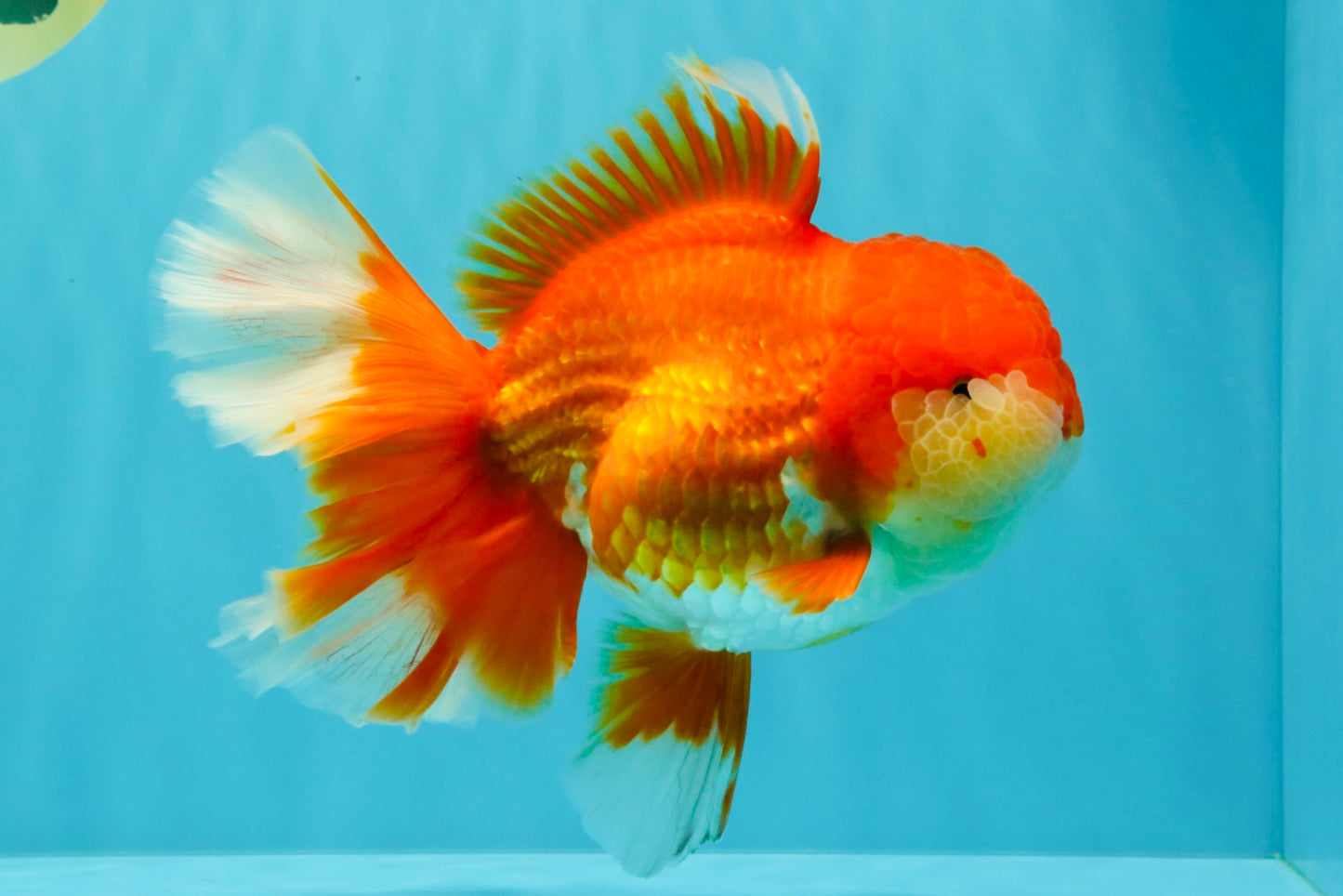 JUMBO A Grade Godzilla Red White Oranda Male 7 inches #031326OR_03