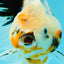 Oranda hembra de calidad A, única, de 4,5 pulgadas, n.º 0607OR_10