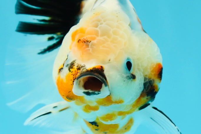 A Grade Unique Calico Oranda Female 4.5 inches #0607OR_10