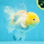 A Grade Snow White Oranda Female 5 inches #042525OR_03
