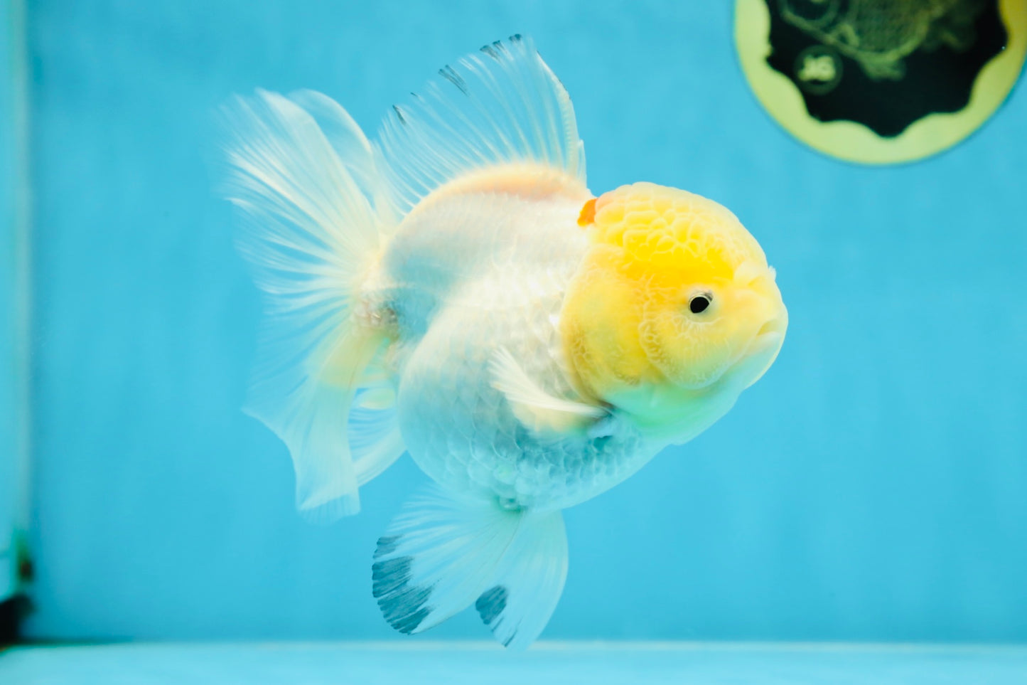 A Grade Snow White Oranda Female 5 inches #042525OR_03
